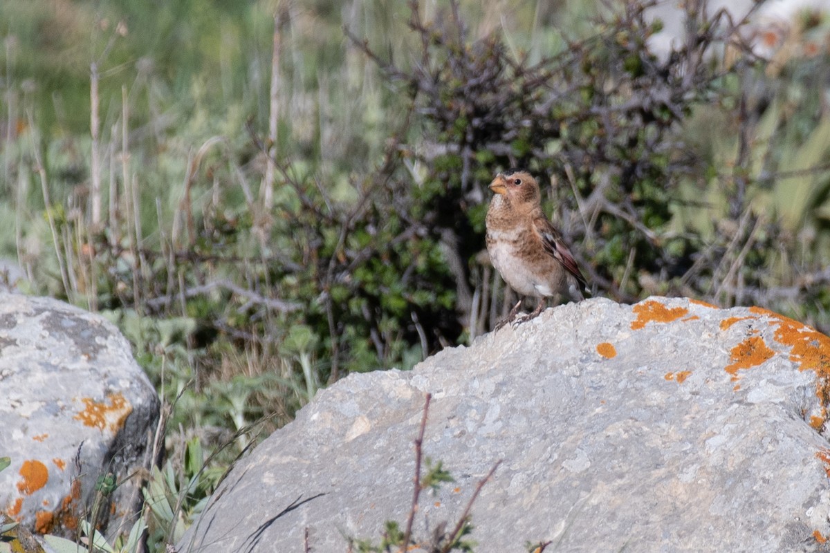 Crimson-winged Finch (Eurasian) - ML631281716