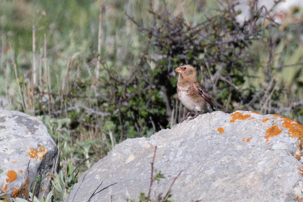 Crimson-winged Finch (Eurasian) - ML631281717
