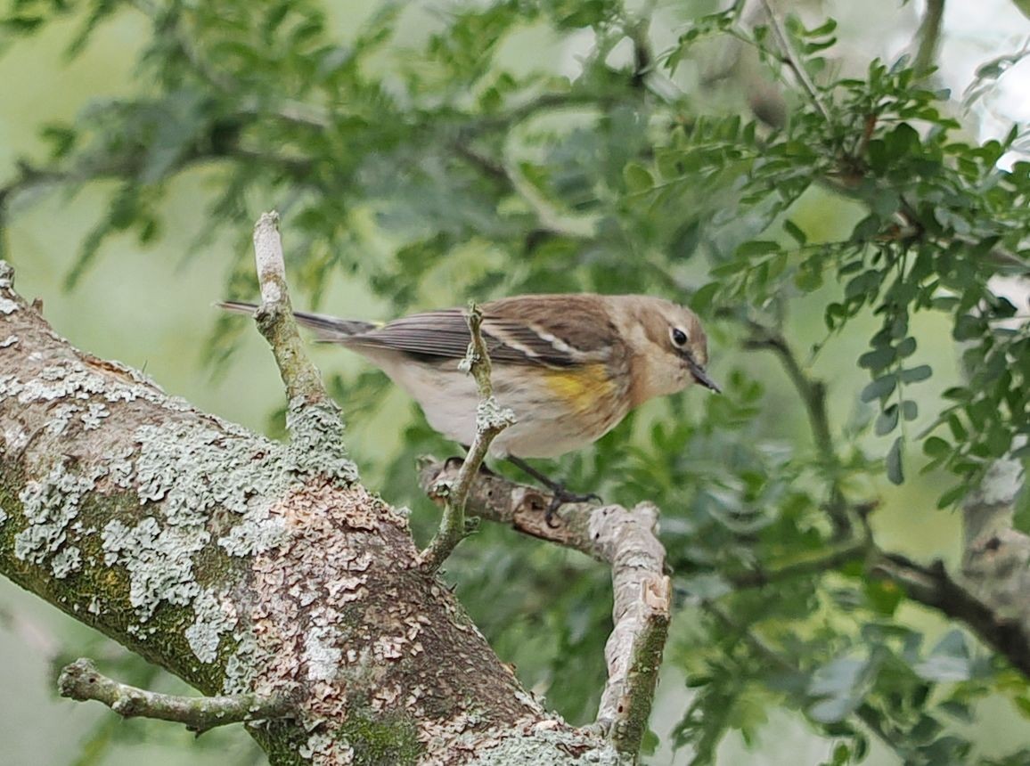 Yellow-rumped Warbler - ML631281727
