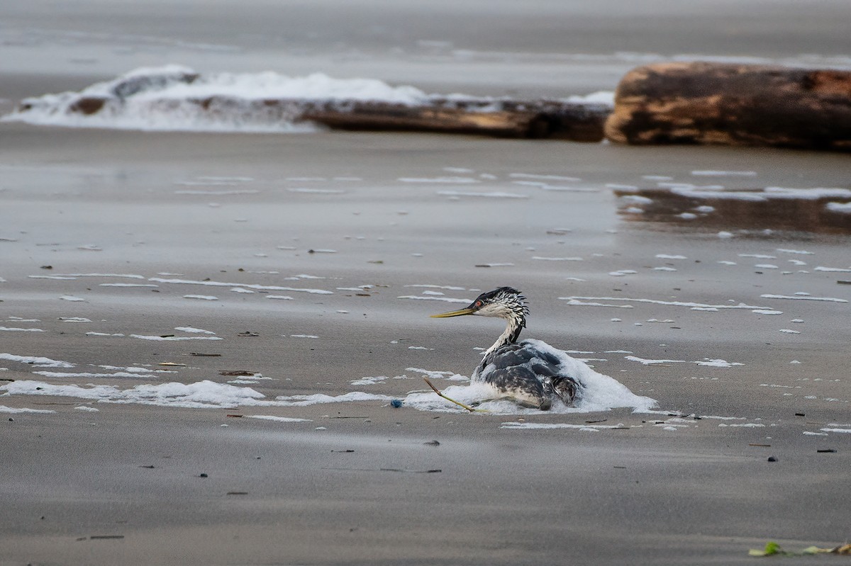 Western Grebe - ML631281940