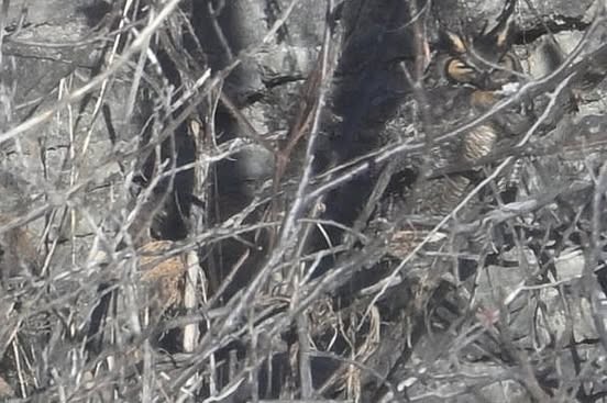 Great Horned Owl - ML631282040