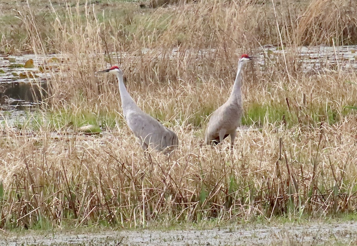 Sandhill Crane - ML631282328