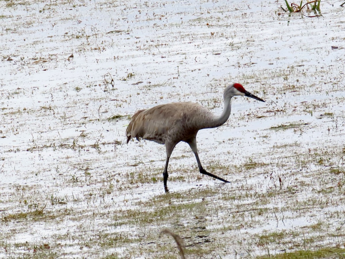 Sandhill Crane - ML631282329