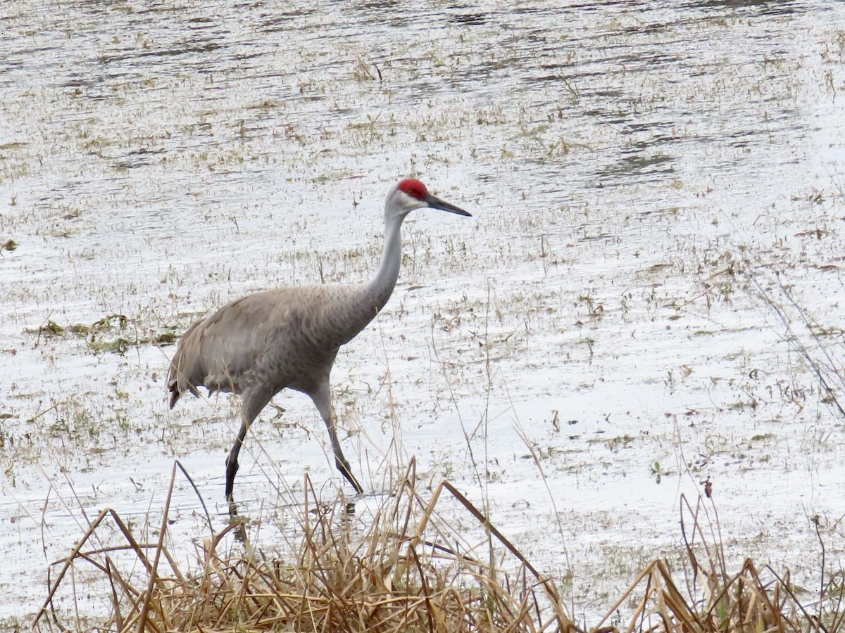 Sandhill Crane - ML631282330
