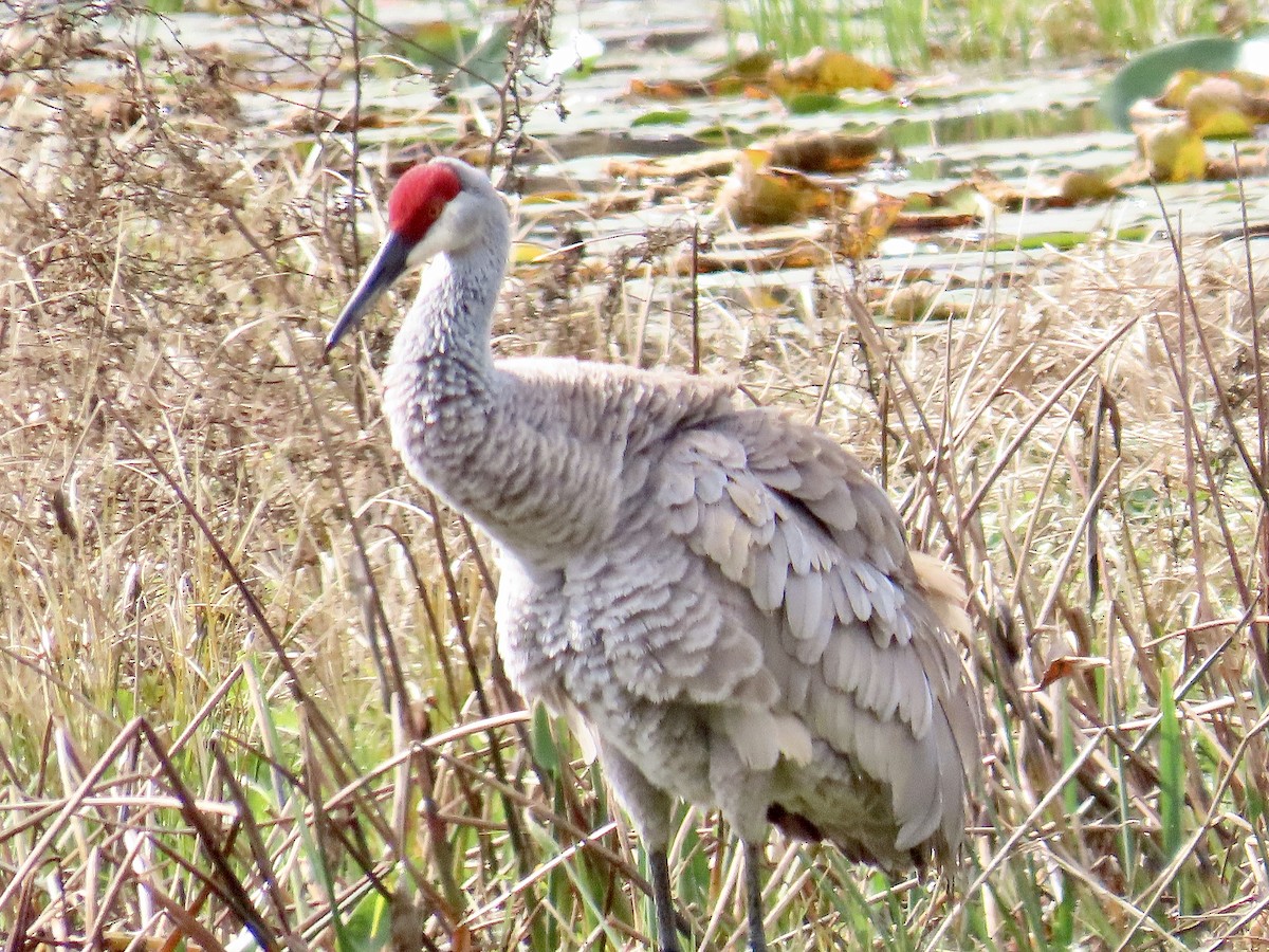 Sandhill Crane - ML631282331