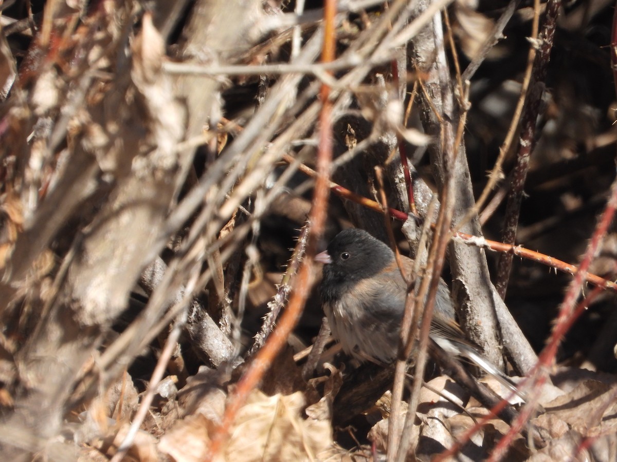 Dark-eyed Junco - ML631282841