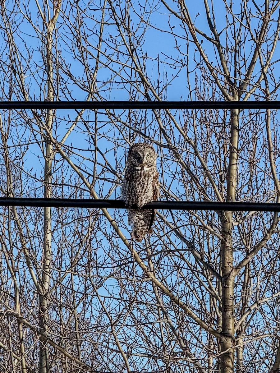 Great Gray Owl - ML631282951