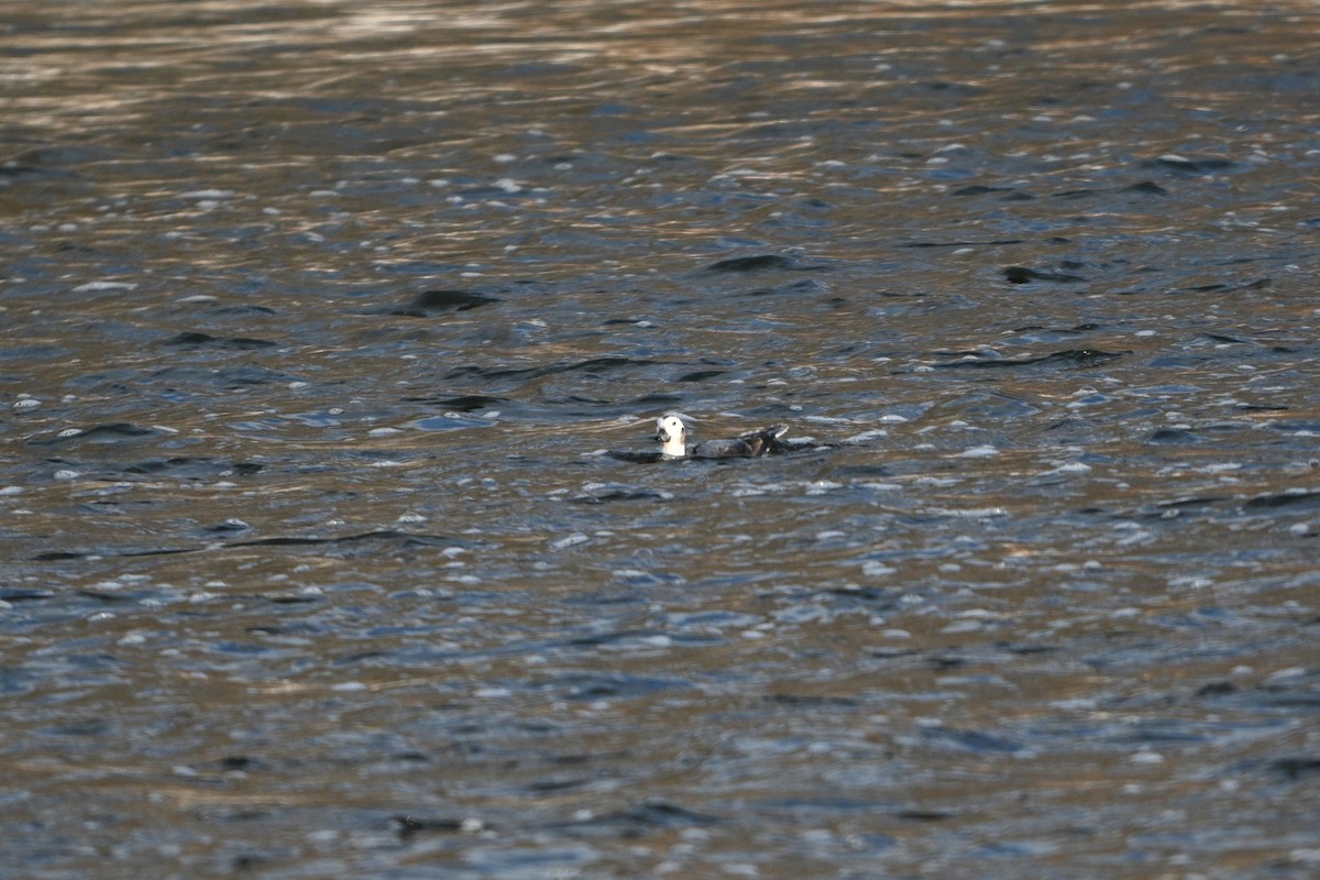 Long-tailed Duck - ML631282969