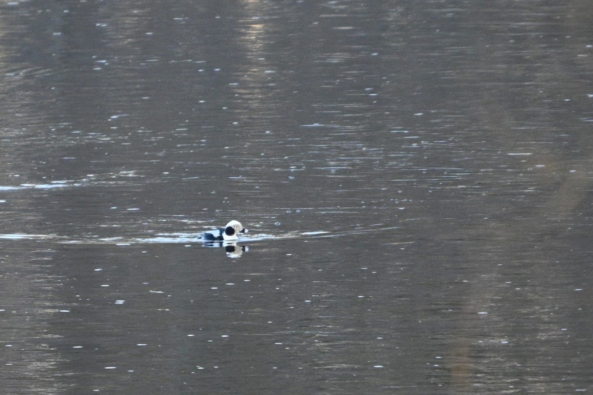 Long-tailed Duck - ML631282970