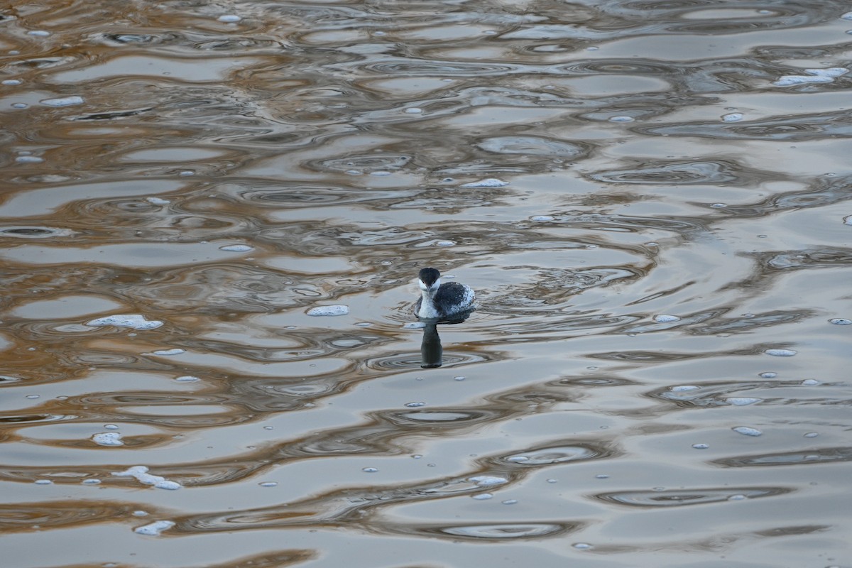 Horned Grebe - ML631282983