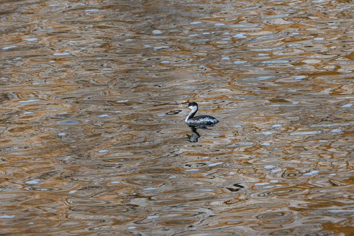 Horned Grebe - ML631282984
