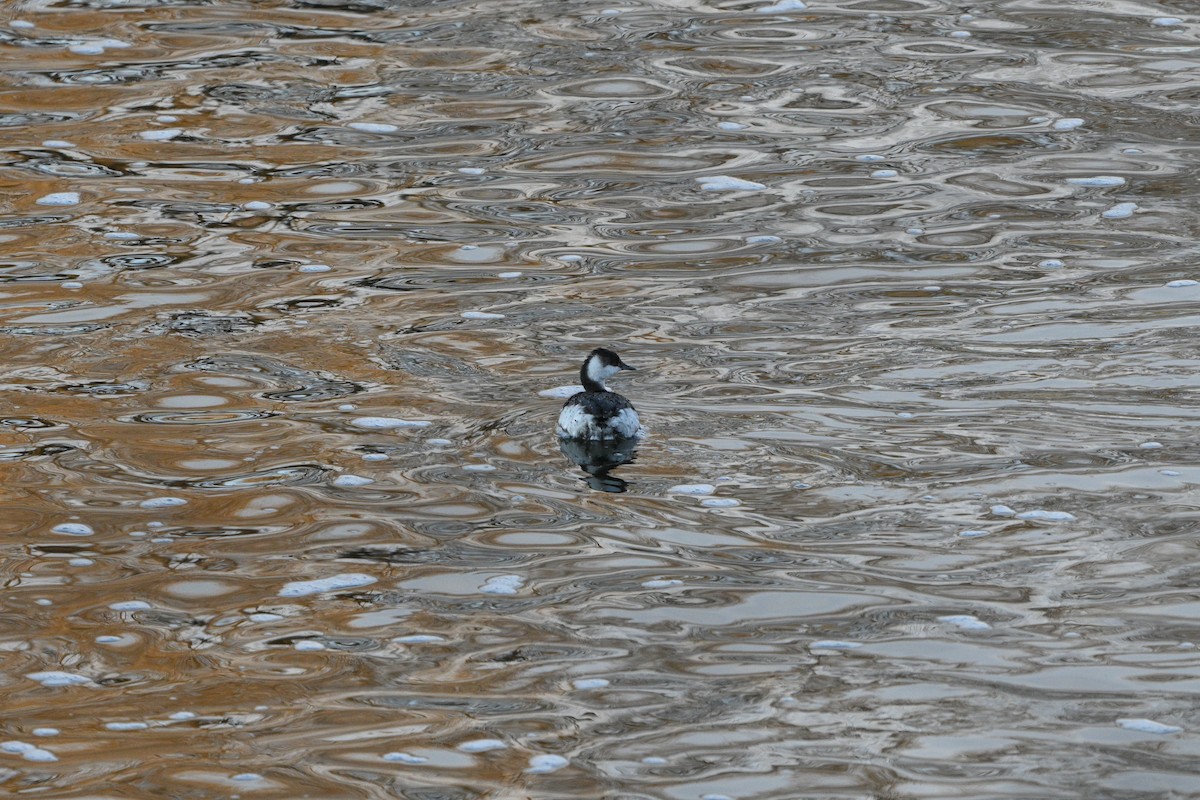 Horned Grebe - ML631282985