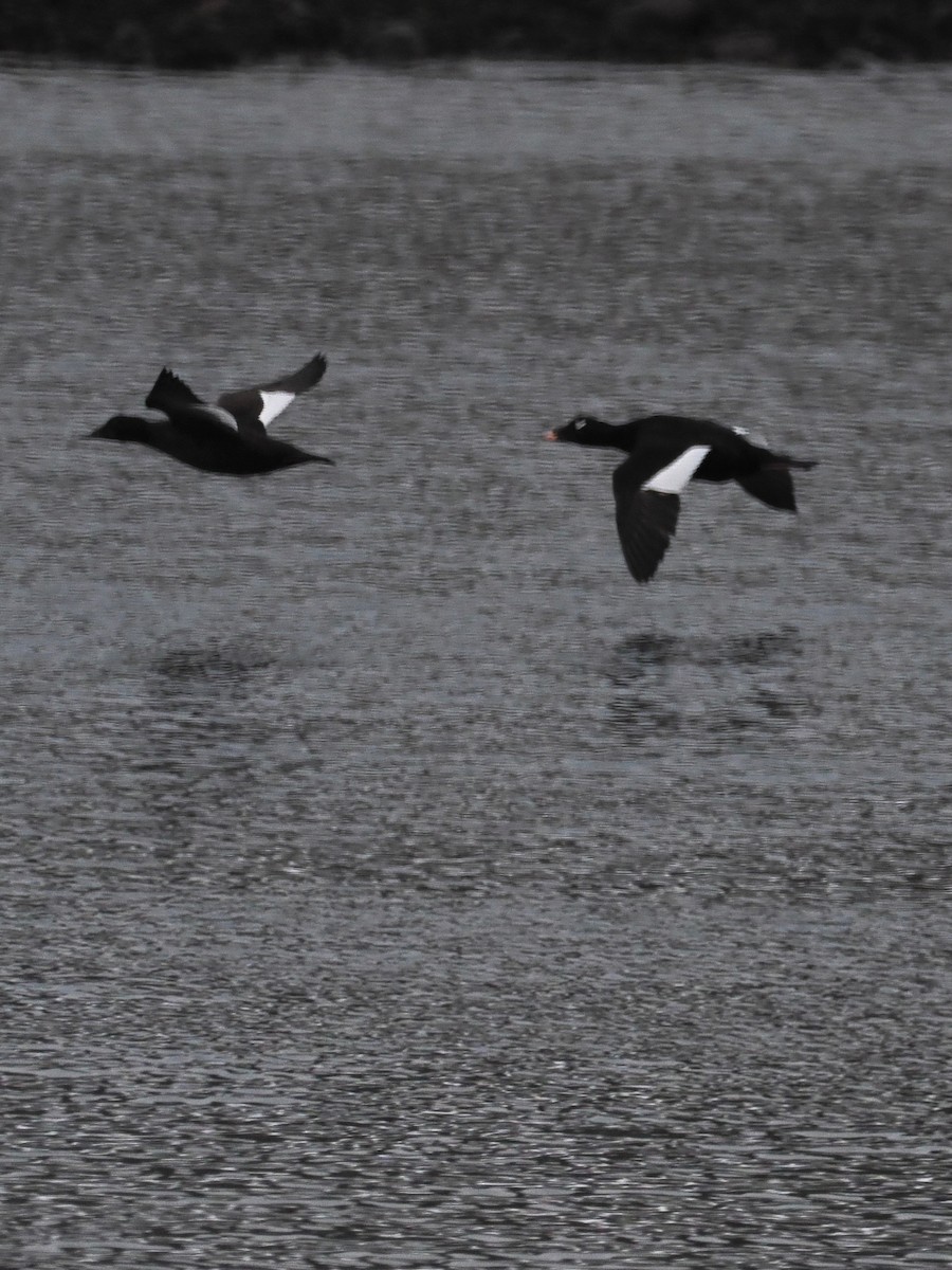 Negrón Aliblanco - ML631283277