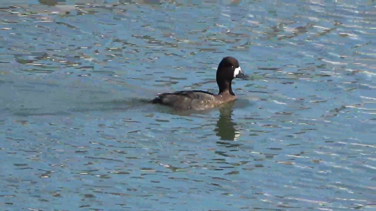 Lesser Scaup - ML631283278