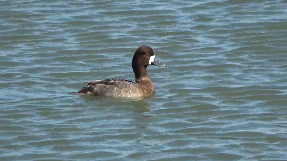 Lesser Scaup - ML631283279