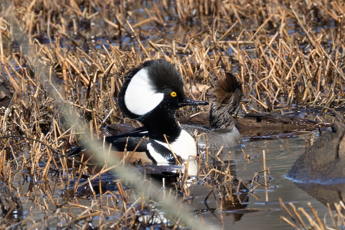 Hooded Merganser - ML631283338