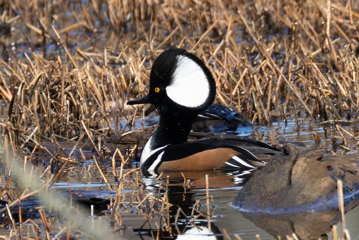 Hooded Merganser - ML631283339