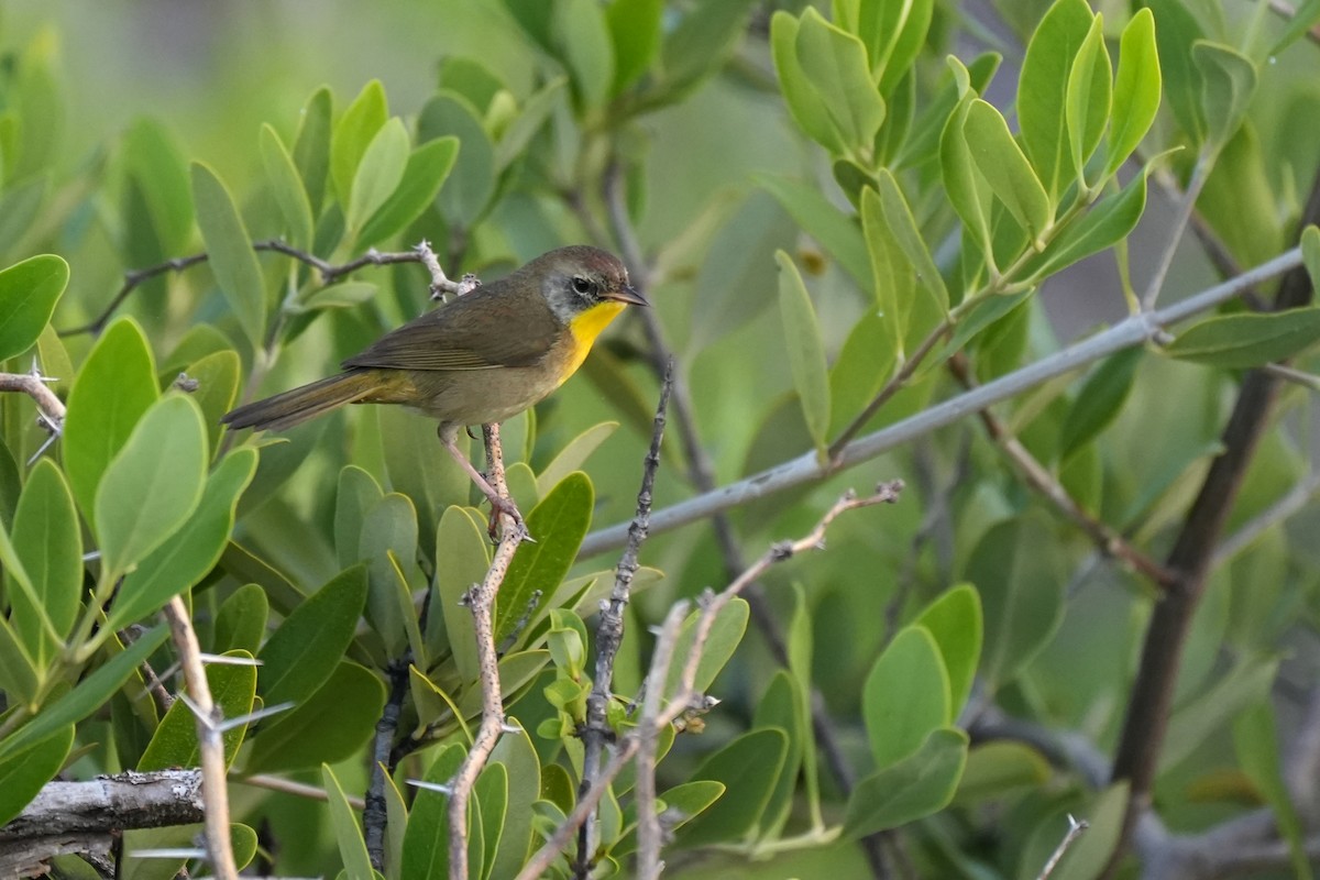 Common Yellowthroat - ML631283502