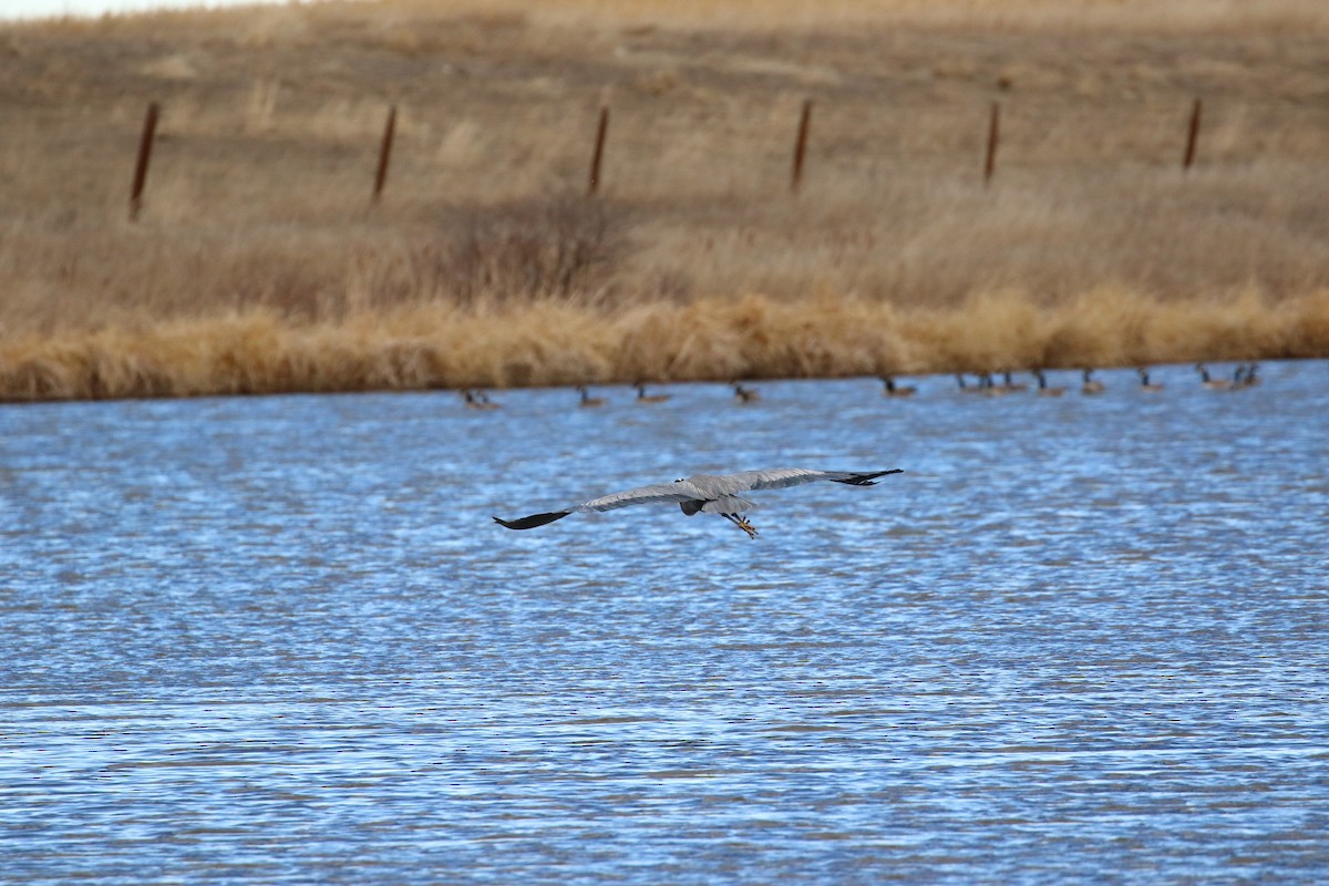 Great Blue Heron - ML631283570