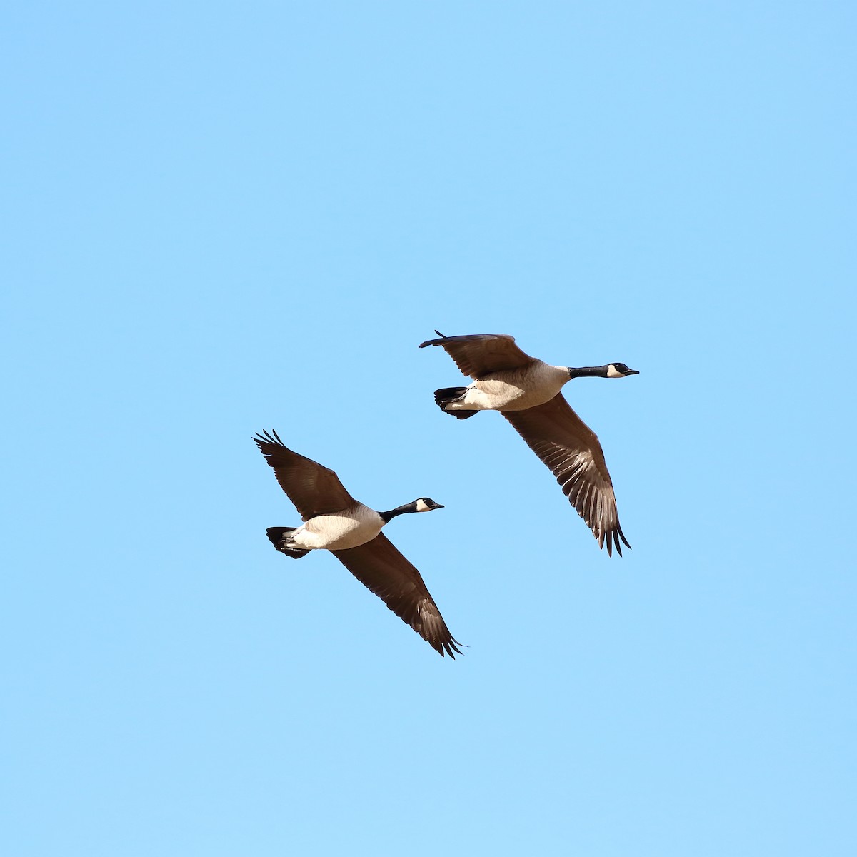 Canada Goose - ML631283582