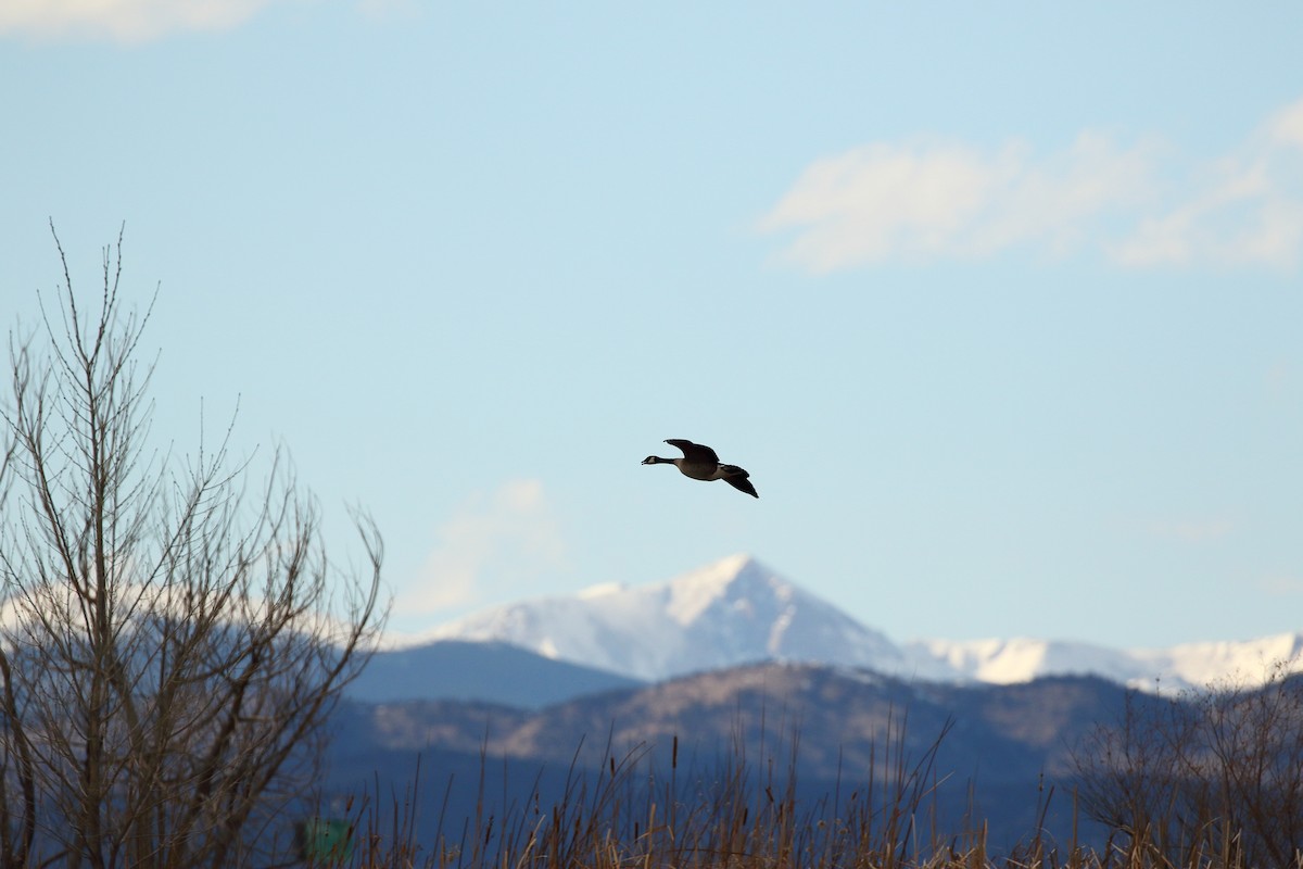 Canada Goose - ML631283588