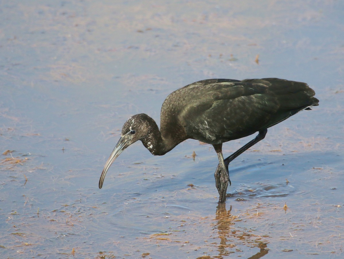 Glossy Ibis - William Kidwell