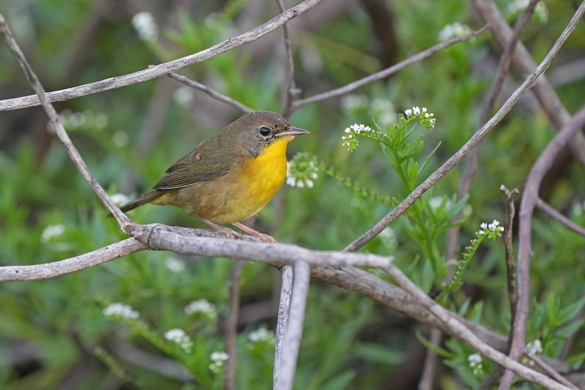 Common Yellowthroat - ML631283677