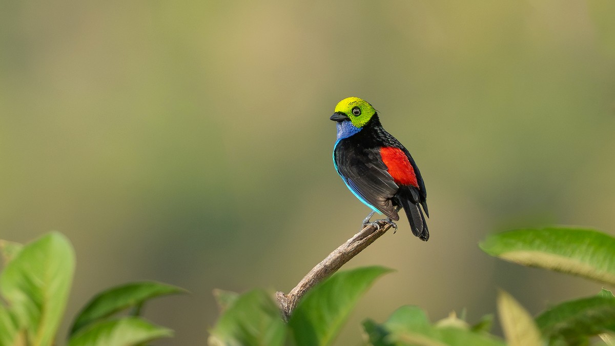 Paradise Tanager - ML631283752