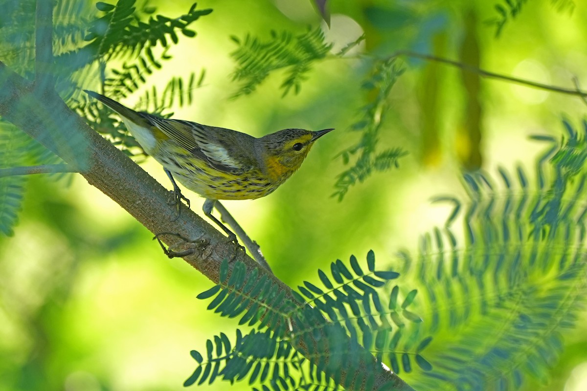 Cape May Warbler - ML631283755