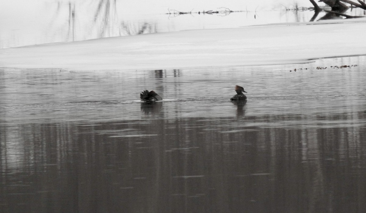 Hooded Merganser - ML631283799