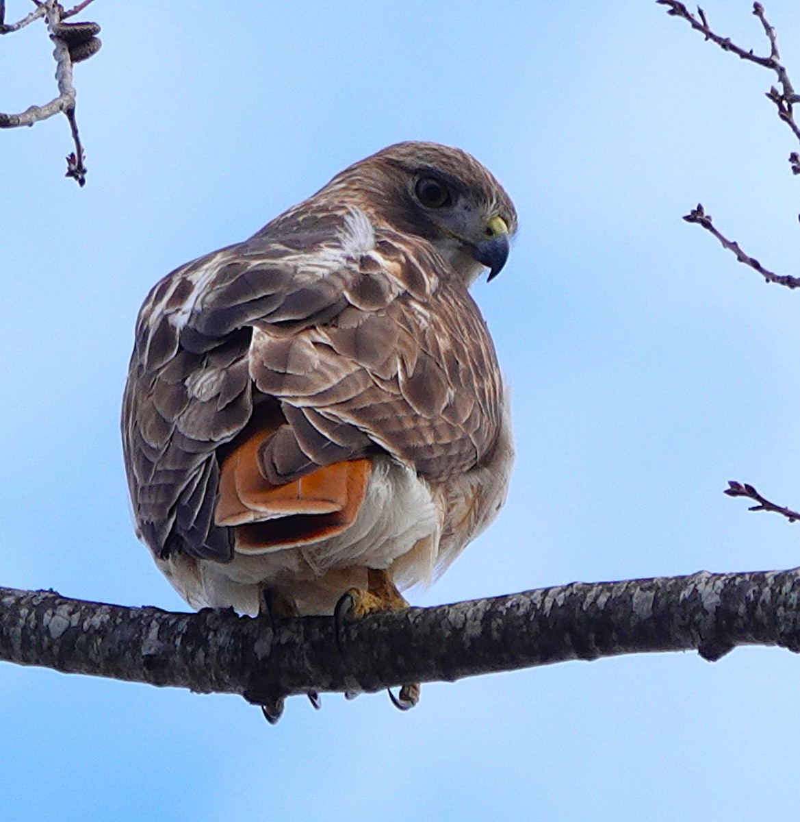 Red-tailed Hawk - ML631283817