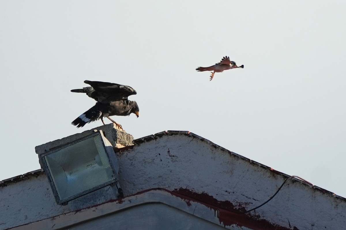 Cuban Black Hawk - ML631283864