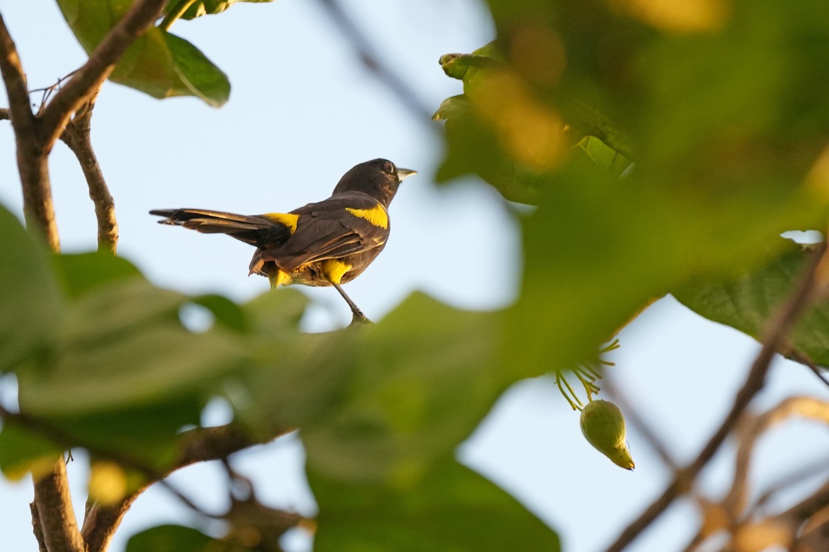Cuban Oriole - ML631283997