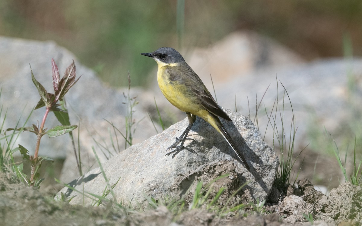 Western Yellow Wagtail (thunbergi) - ML631284000