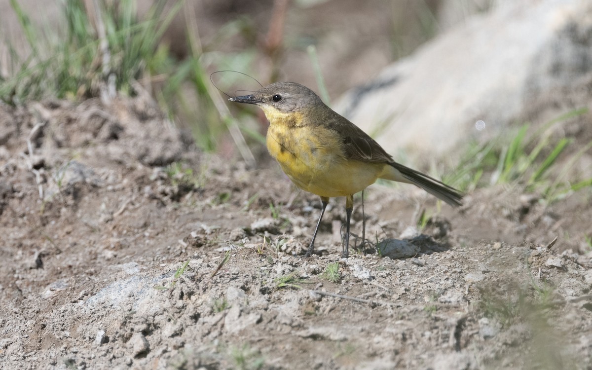 Western Yellow Wagtail (thunbergi) - ML631284001