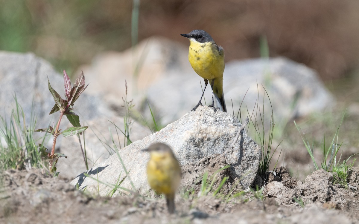 Western Yellow Wagtail (thunbergi) - ML631284002