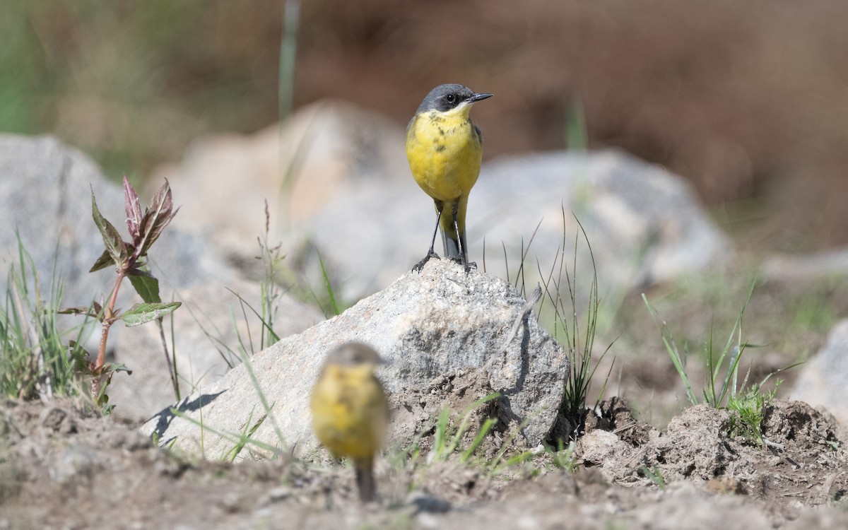 Western Yellow Wagtail (thunbergi) - ML631284003