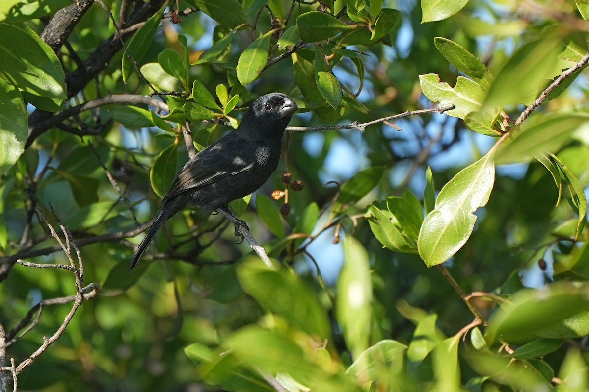 Cuban Bullfinch - ML631284141