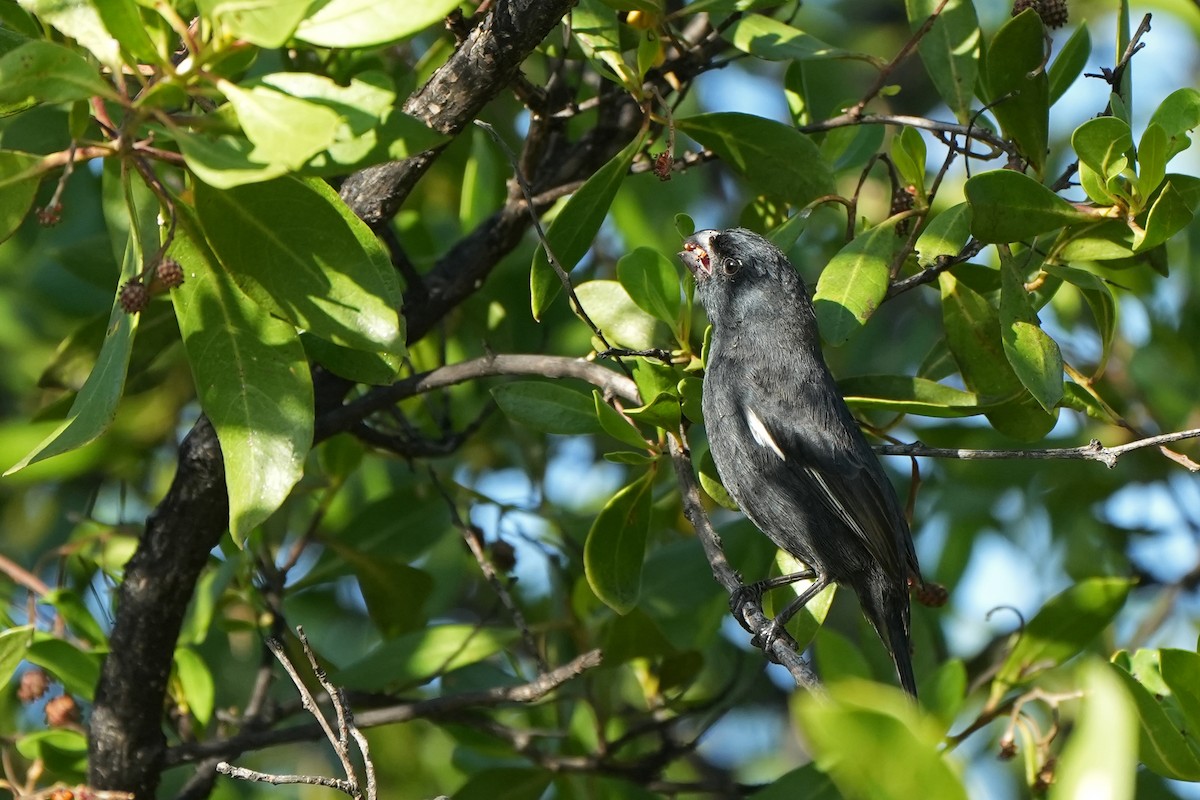 Cuban Bullfinch - ML631284231