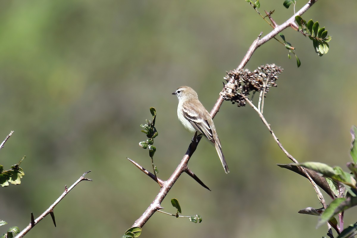 Mouse-colored Tyrannulet (Southern) - ML631284246