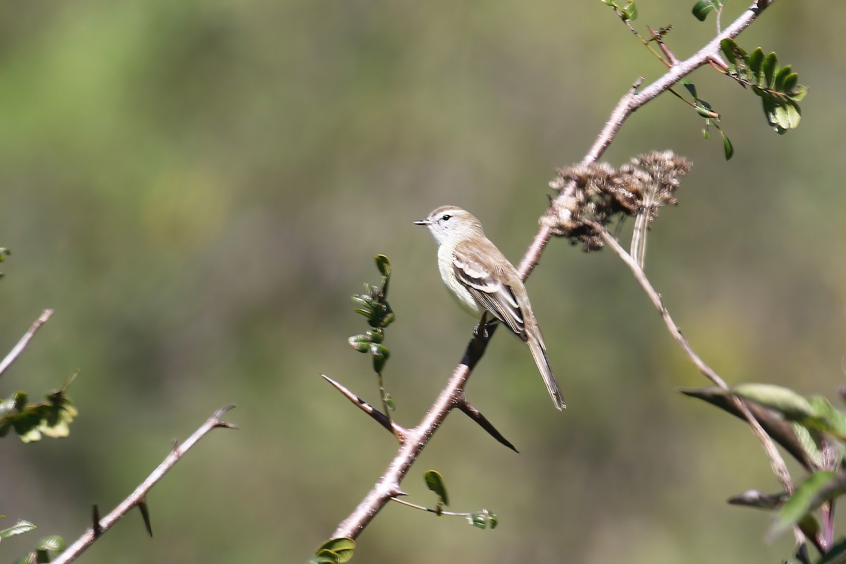 Mouse-colored Tyrannulet (Southern) - ML631284247