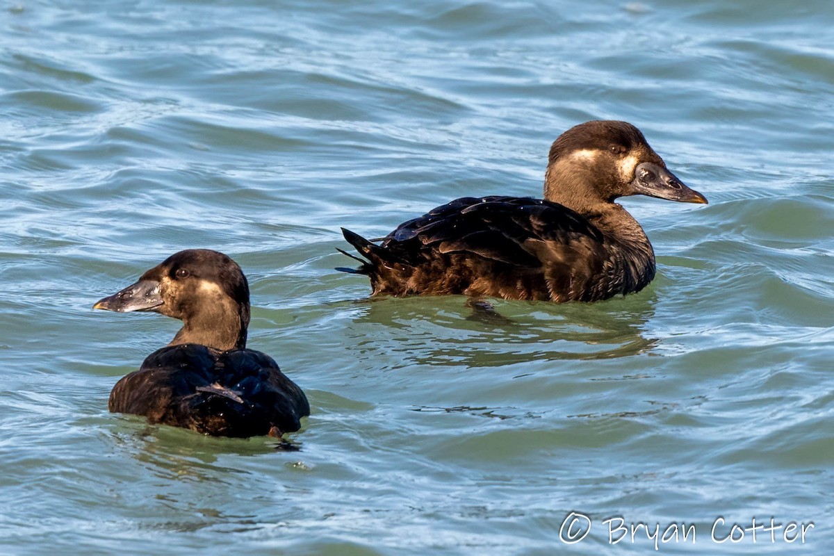 Surf Scoter - ML631284397