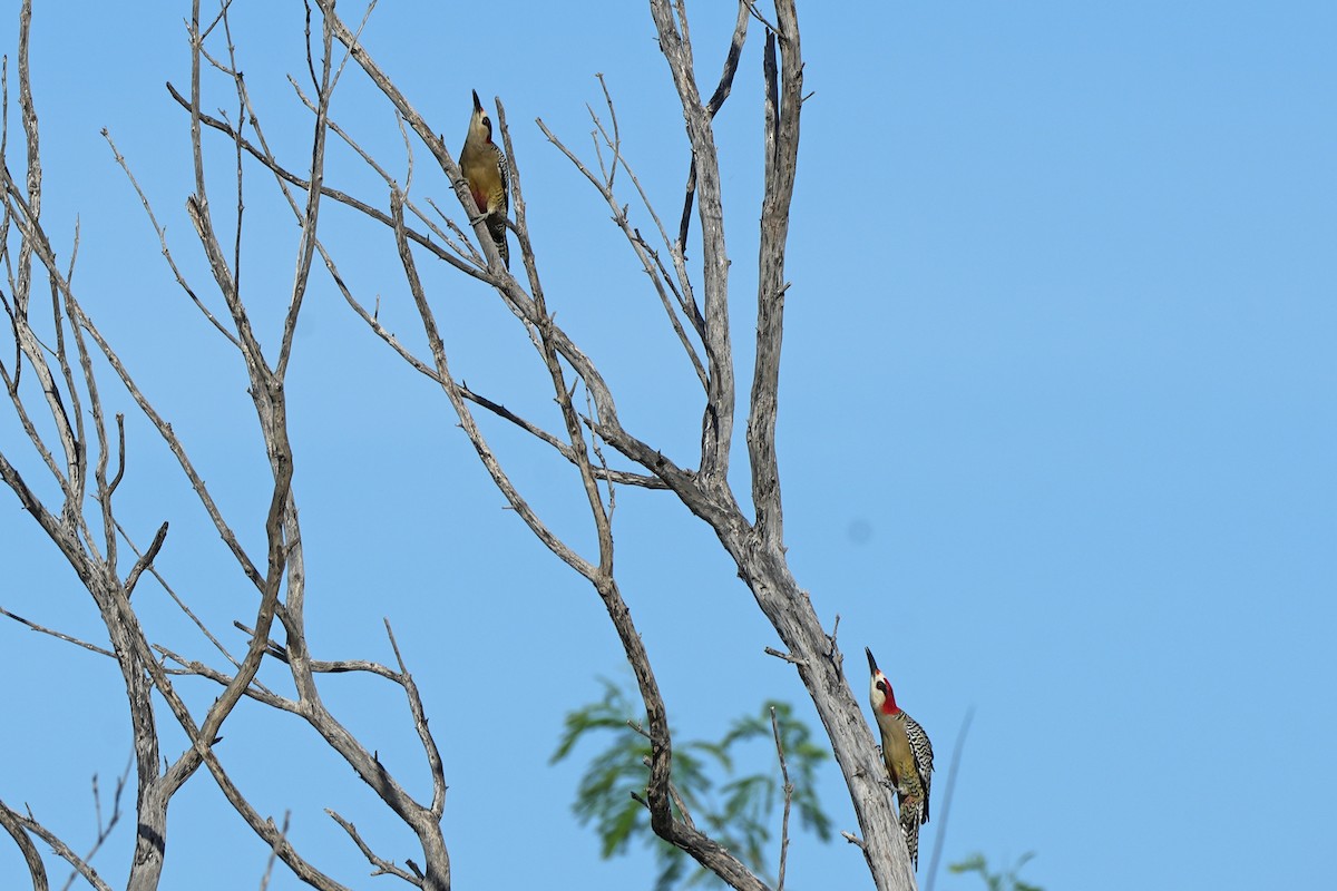 West Indian Woodpecker - ML631284421