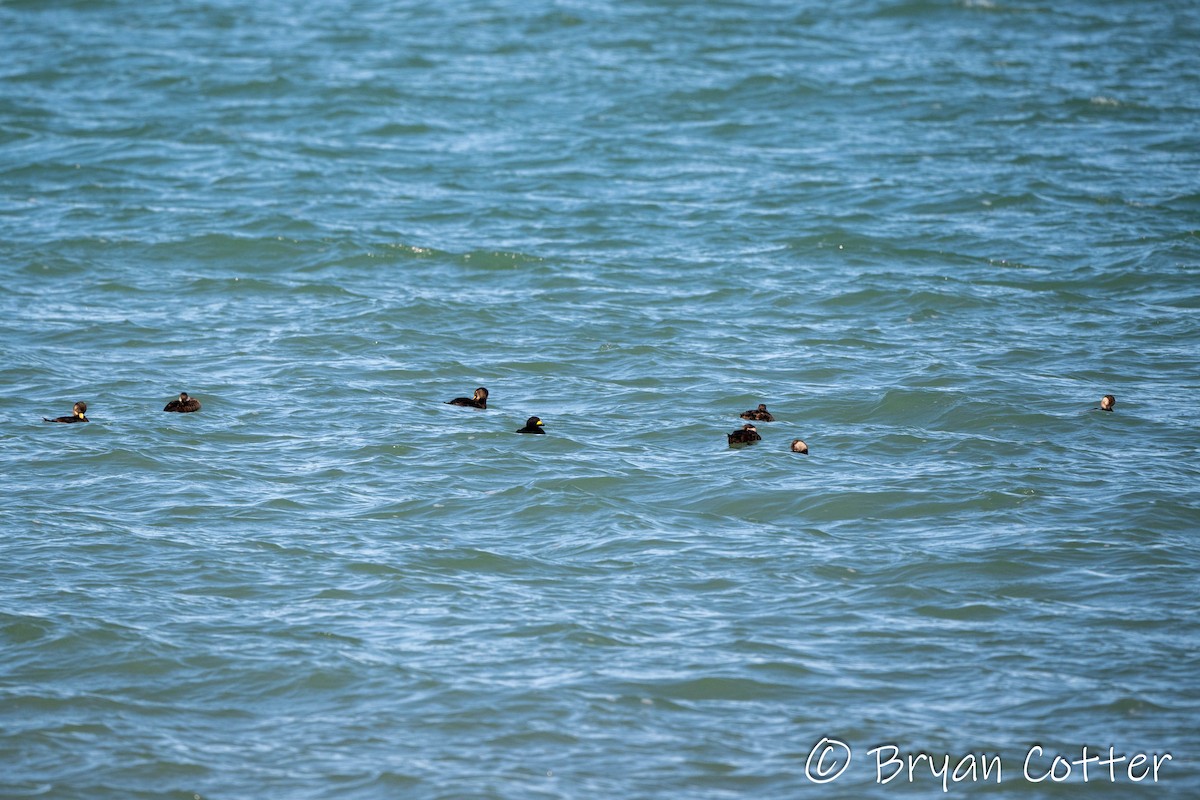 Black Scoter - ML631284430