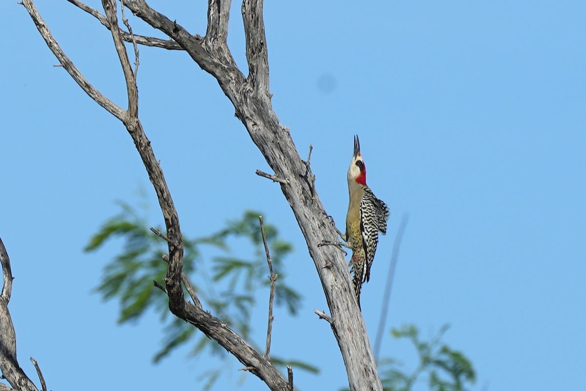 West Indian Woodpecker - ML631284517