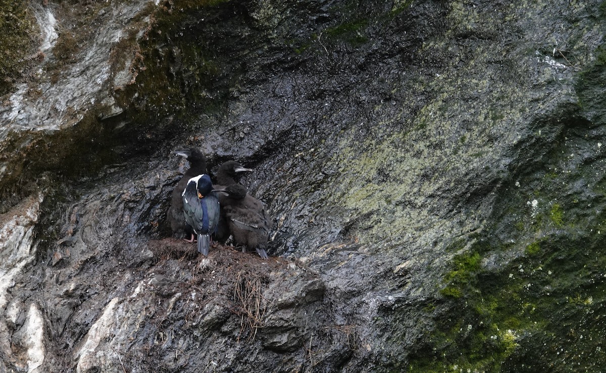 Imperial Cormorant - ML631284628