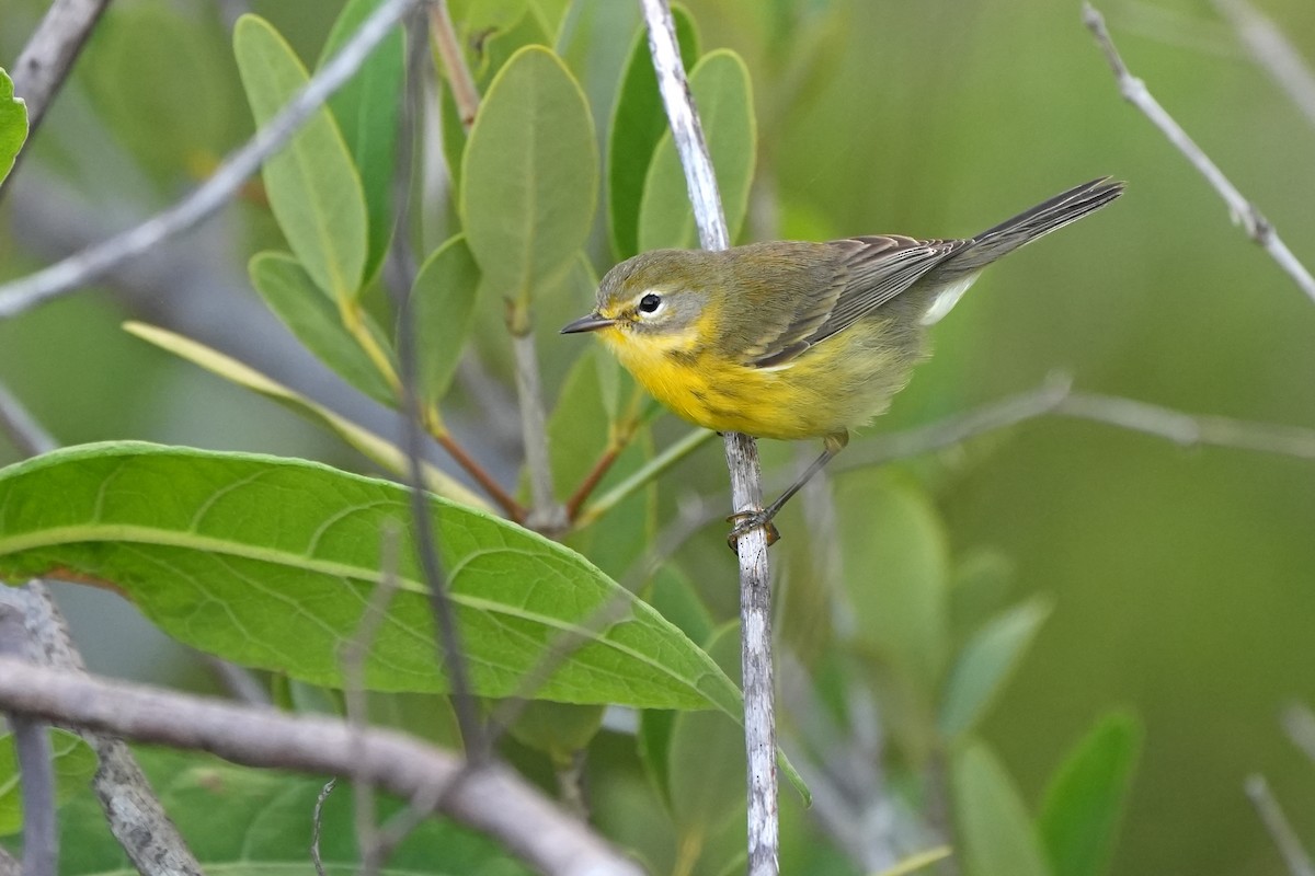 Prairie Warbler - ML631284629