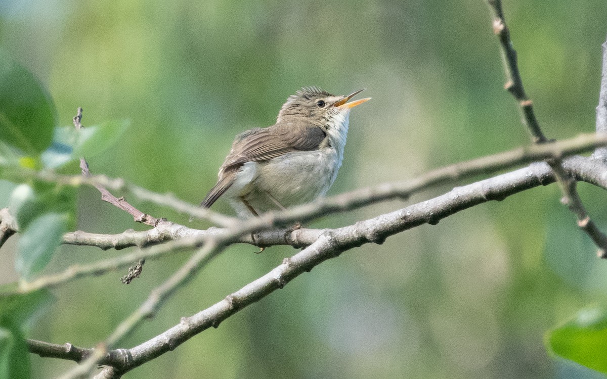 Blyth's Reed Warbler - ML631284772