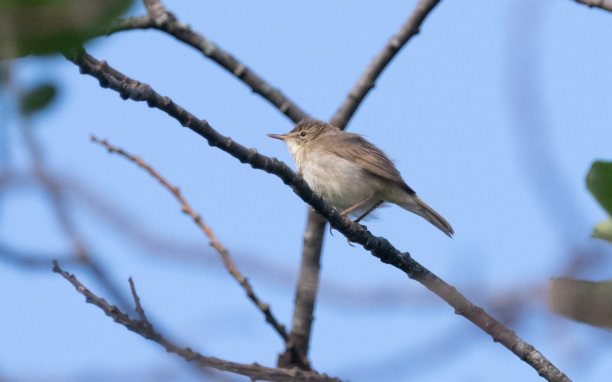 Blyth's Reed Warbler - ML631284773