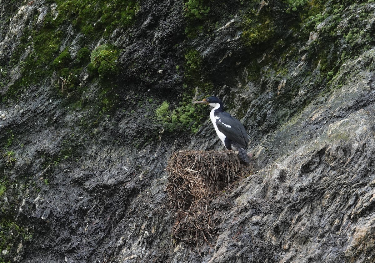 Imperial Cormorant - ML631284820